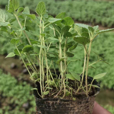 山东荆芥小苗出售荆芥价格园林绿化常用植物喜温暖