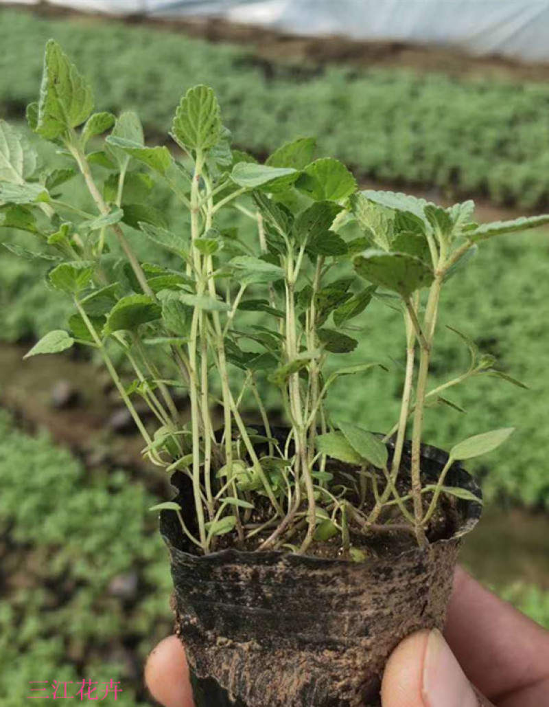 山东荆芥小苗出售荆芥价格园林绿化常用植物喜温暖