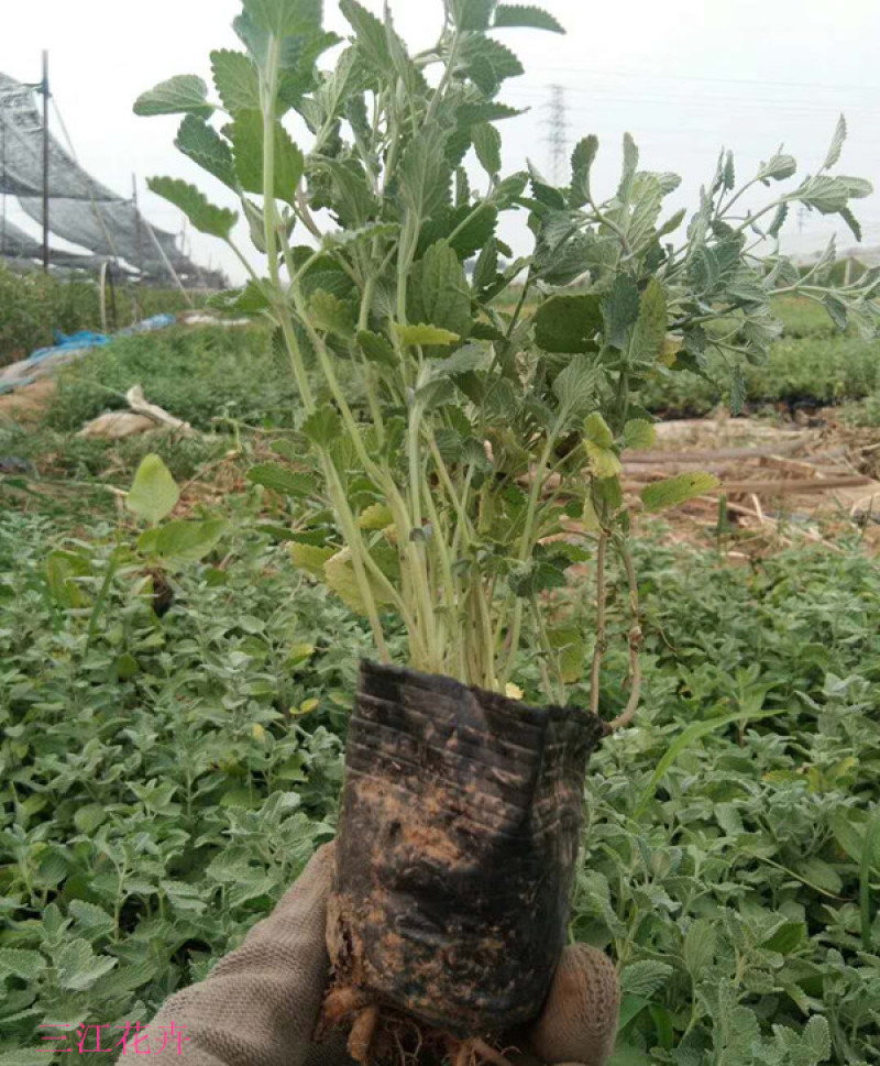 山东荆芥小苗出售荆芥价格园林绿化常用植物喜温暖