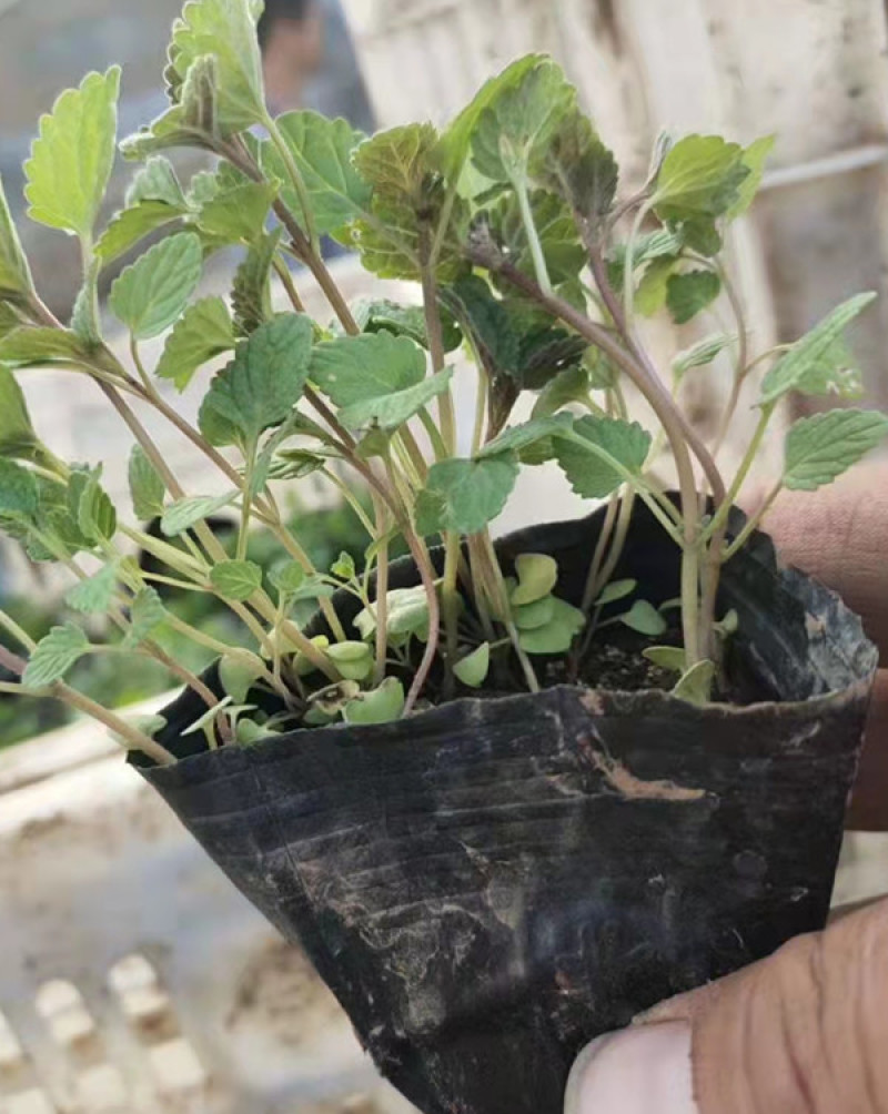 山东荆芥小苗出售荆芥价格园林绿化常用植物喜温暖