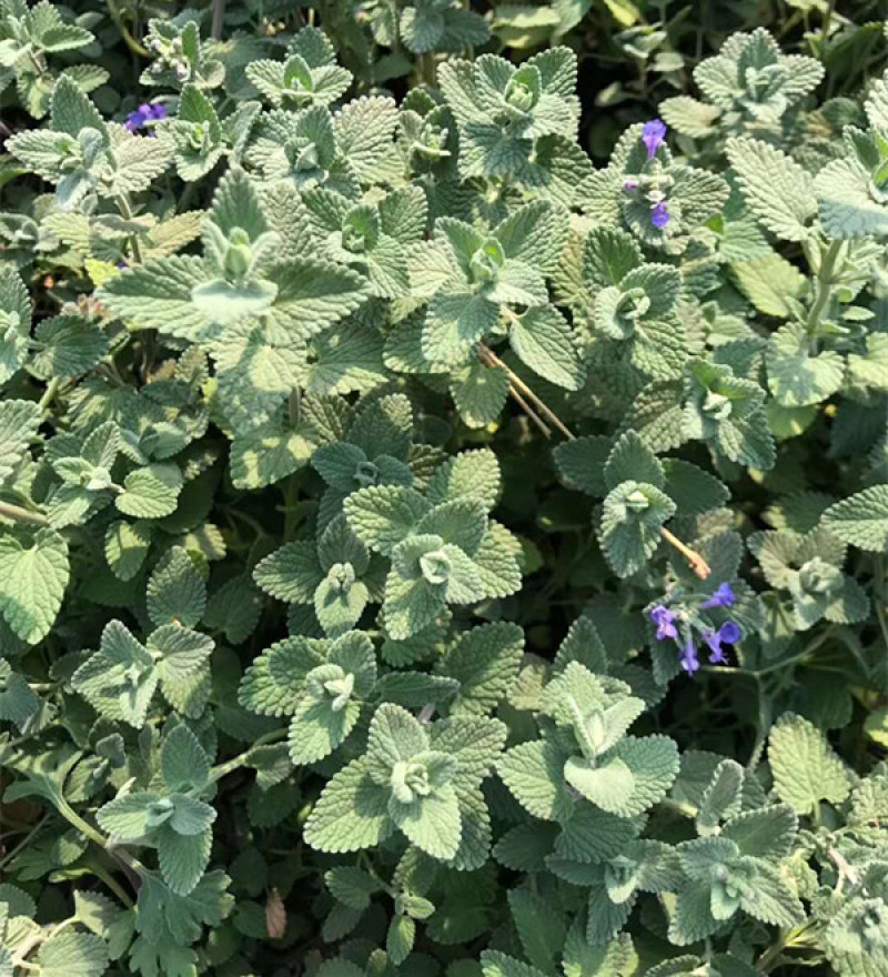 山东荆芥小苗出售荆芥价格园林绿化常用植物喜温暖