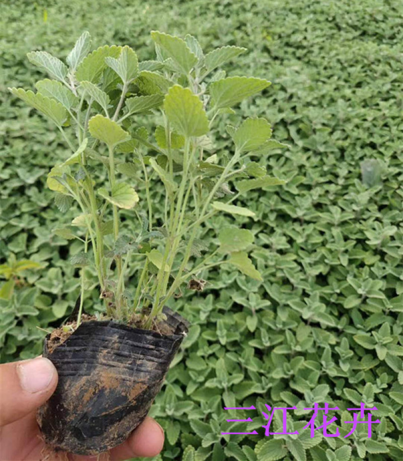 山东荆芥小苗出售荆芥价格园林绿化常用植物喜温暖