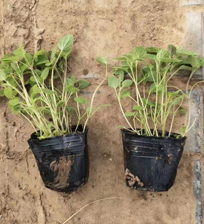 山东荆芥小苗出售荆芥价格园林绿化常用植物喜温暖
