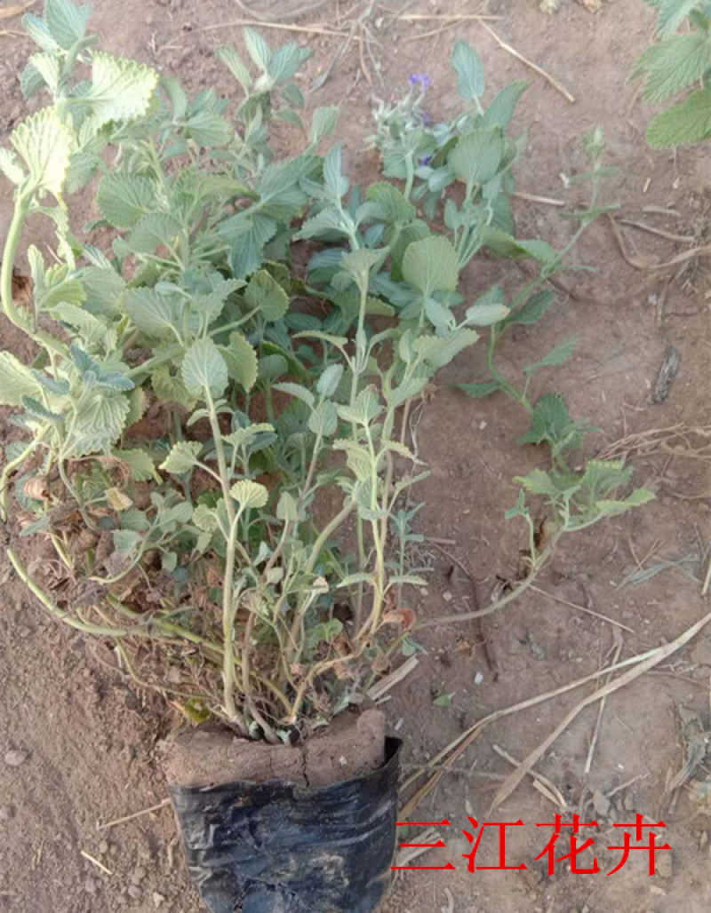 山东荆芥小苗出售荆芥价格园林绿化常用植物喜温暖