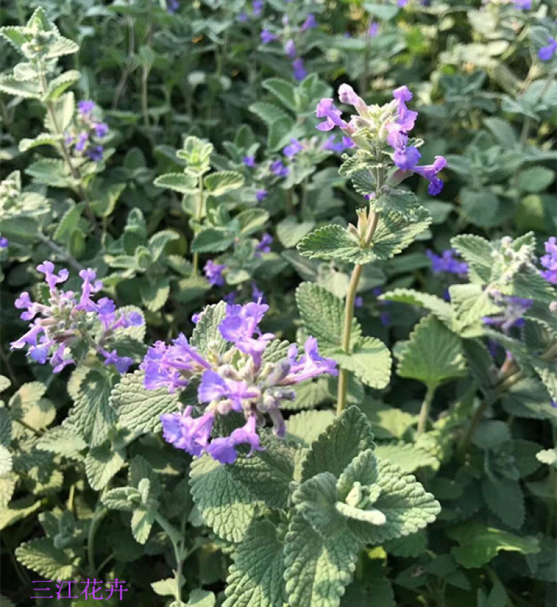 山东荆芥小苗出售荆芥价格园林绿化常用植物喜温暖