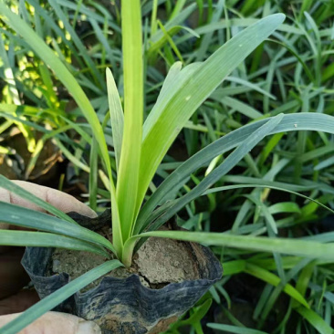 阔叶麦冬杯苗基地四季常青盆栽麦冬草批发