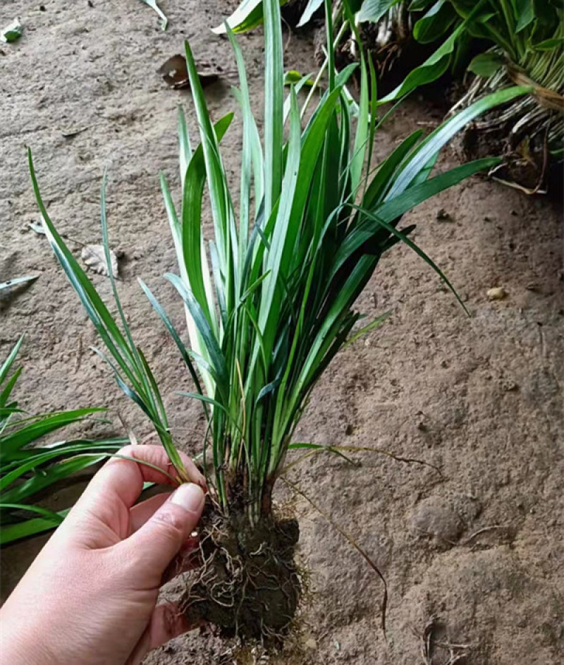 阔叶麦冬杯苗基地四季常青盆栽麦冬草批发