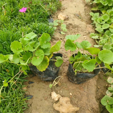 宿根连钱草盆苗小区园林绿化连钱草小苗批发三江花卉