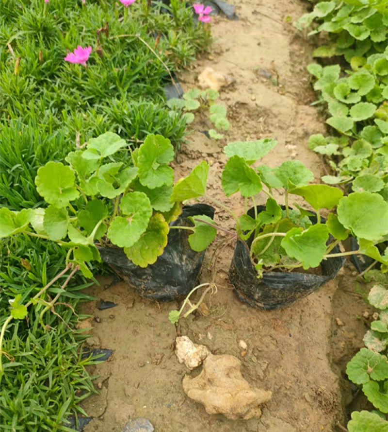 宿根连钱草盆苗小区园林绿化连钱草小苗批发三江花卉
