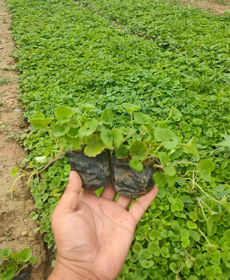 宿根连钱草盆苗小区园林绿化连钱草小苗批发三江花卉