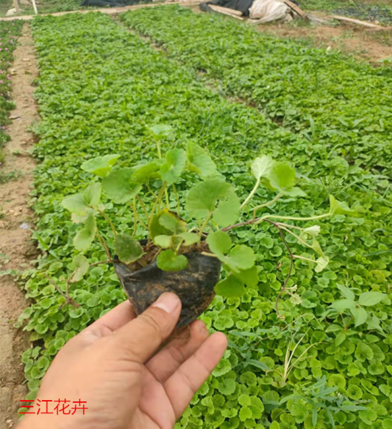 宿根连钱草盆苗小区园林绿化连钱草小苗批发三江花卉