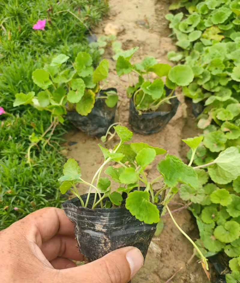 宿根连钱草盆苗小区园林绿化连钱草小苗批发三江花卉