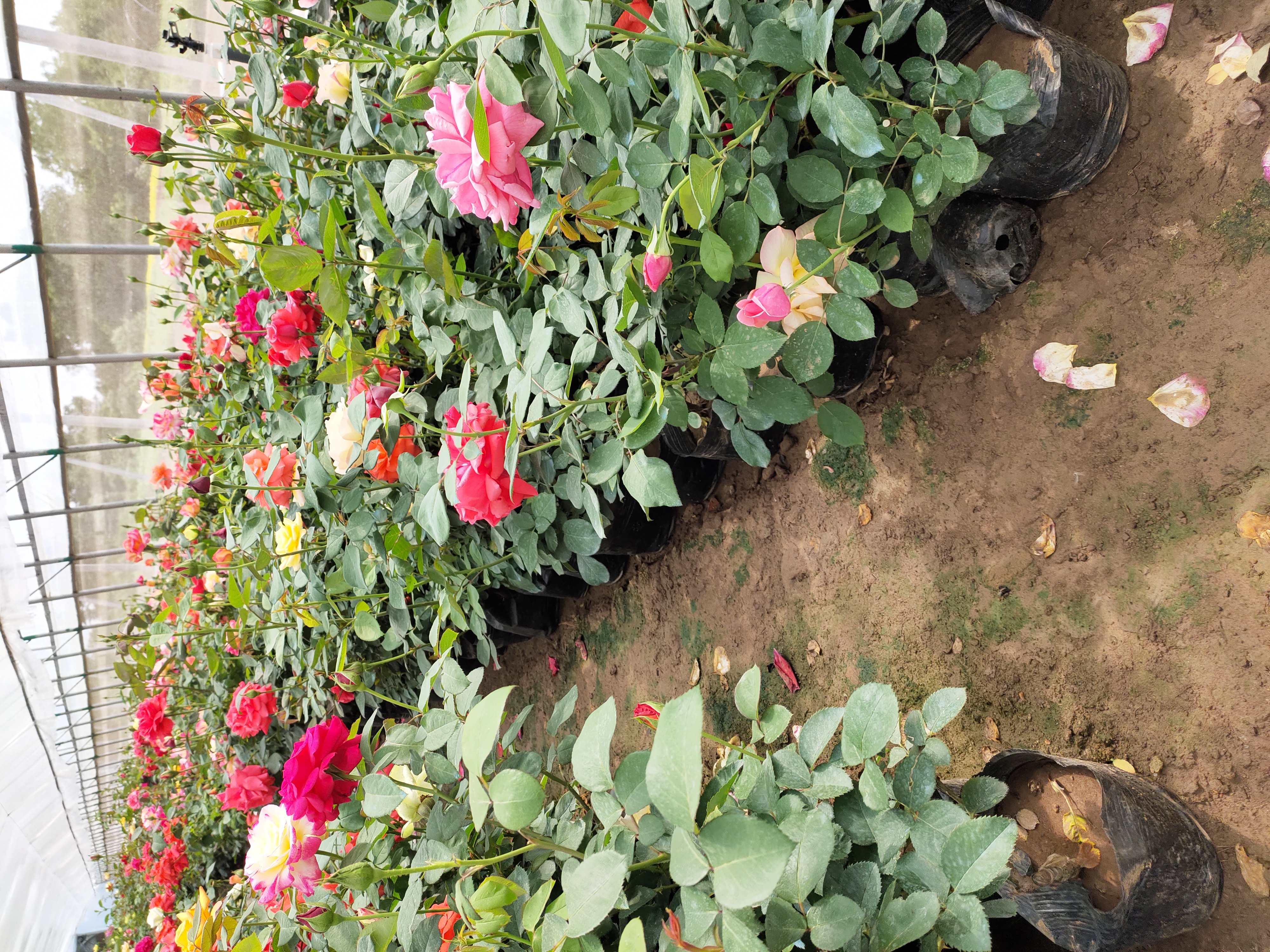 温室中规模化种植的粉红宣言月季苗床