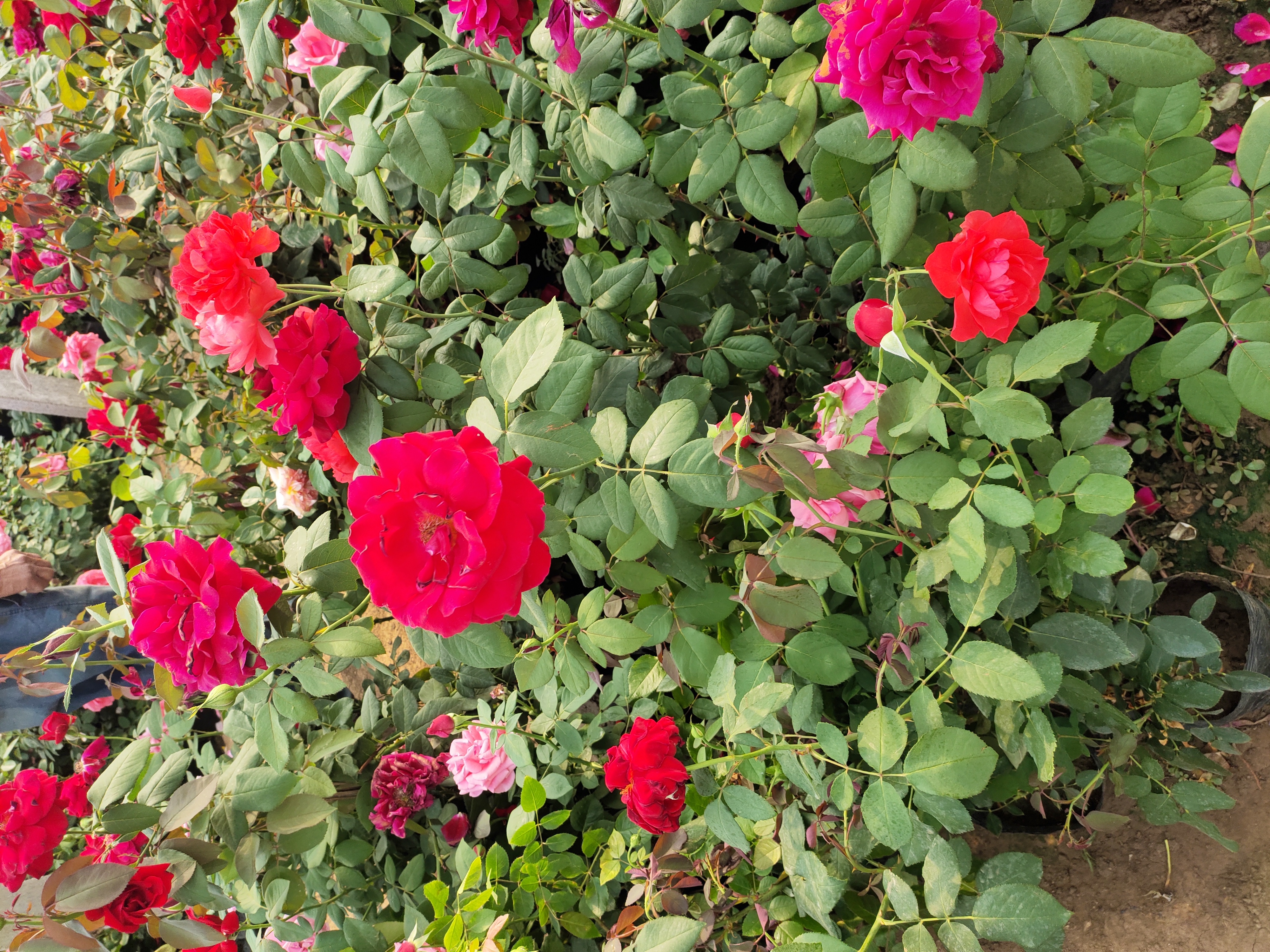 一张户外展台上的多盆真实月季并列摆放,分别标注品种名:Rosa gallica officinalis、Rosa damascena、Rosa alba semi-plena,每株均处于盛花期,花色涵盖深红、浅粉与乳白,展示不同古老月季的典型花型与植株形态差异 真实月季不同品种对比展示图