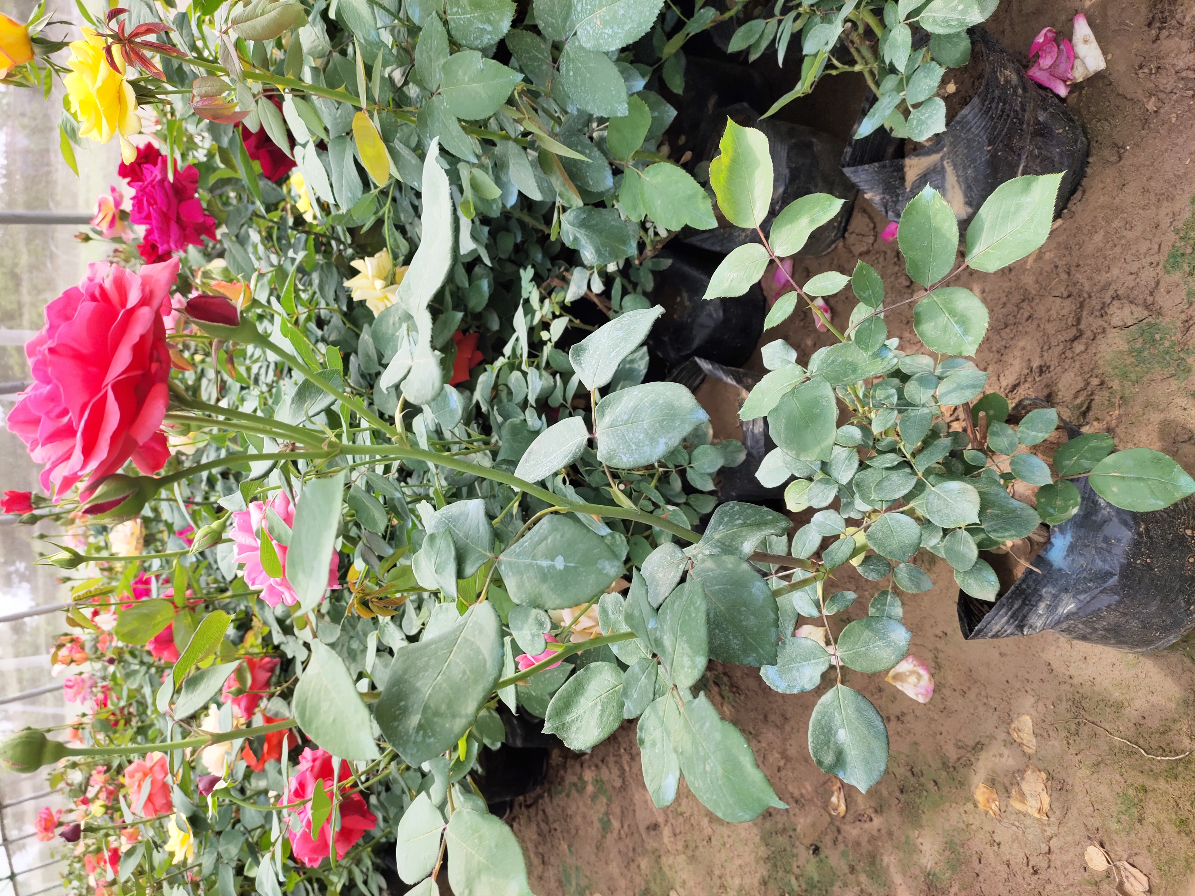 欧洲月季不同品种展示