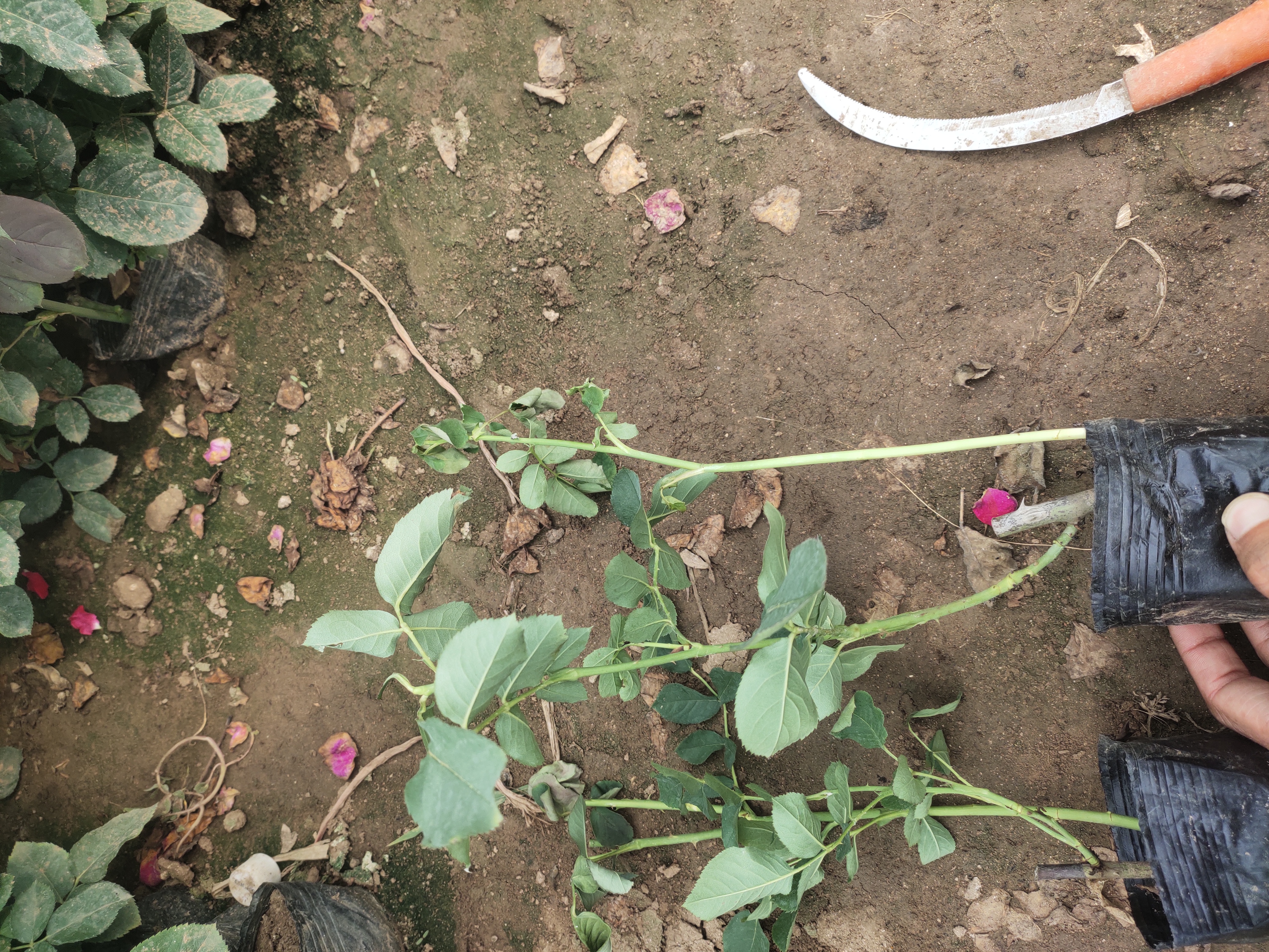 专业园艺师示范大花月季花后修剪全过程