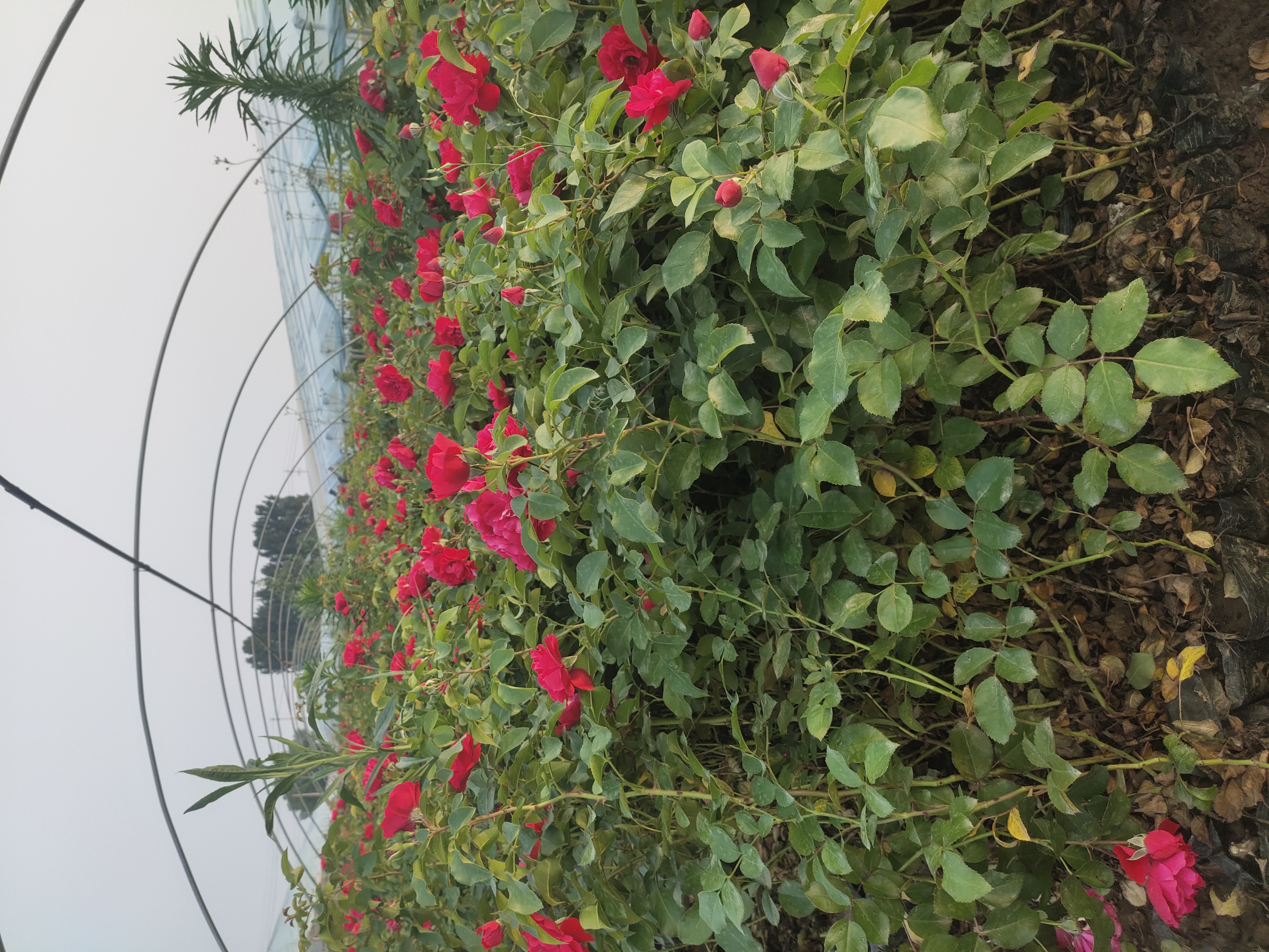 丰花月季在家庭庭院中的种植场景