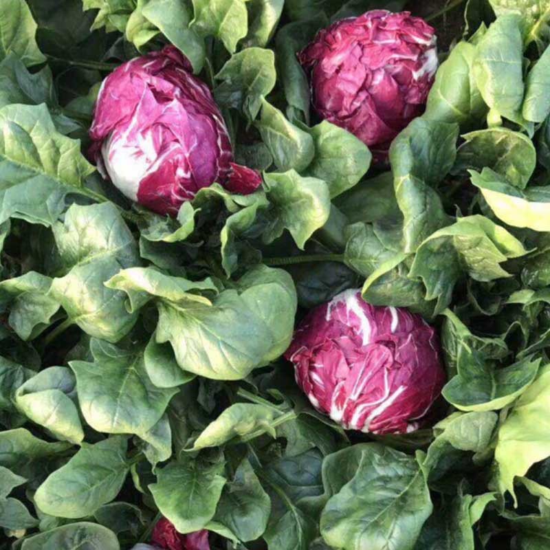 红结球菊苣种子球形红包菜籽特菜脆嫩春秋冬种植口感好