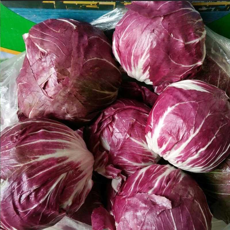 红结球菊苣种子球形红包菜籽特菜脆嫩春秋冬种植口感好