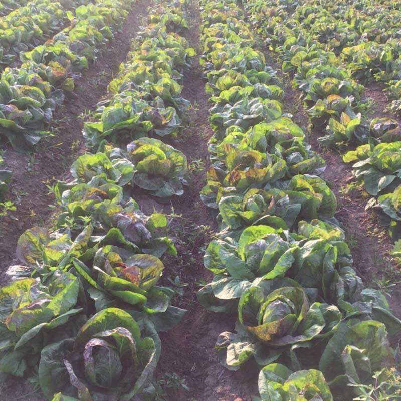 红结球菊苣种子球形红包菜籽特菜脆嫩春秋冬种植口感好