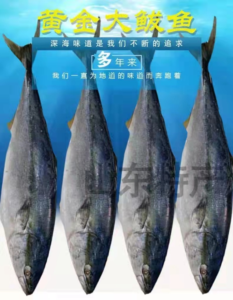 大鲅鱼山东沾化大量供应一手货源品质上乘全国发货量大价优
