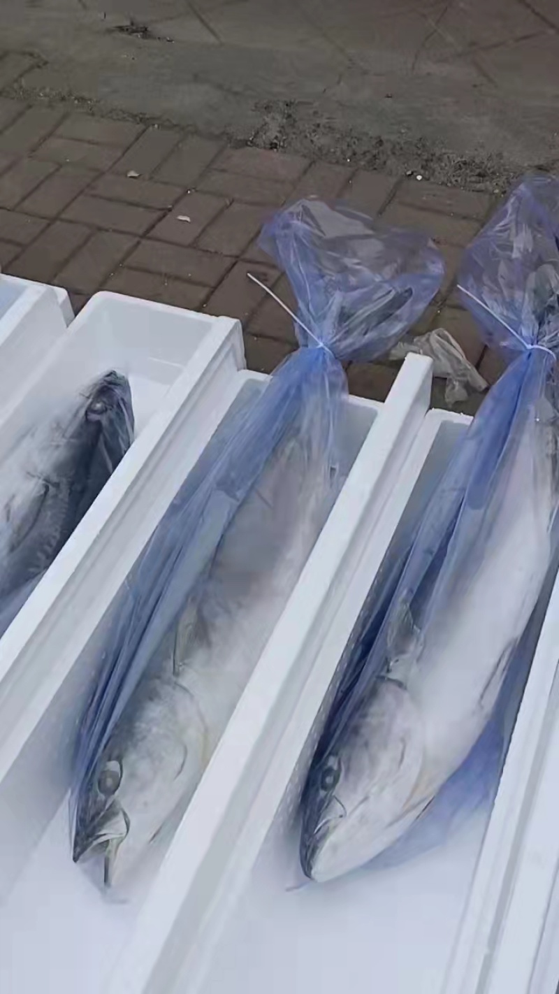 大鲅鱼山东沾化大量供应一手货源品质上乘全国发货量大价优