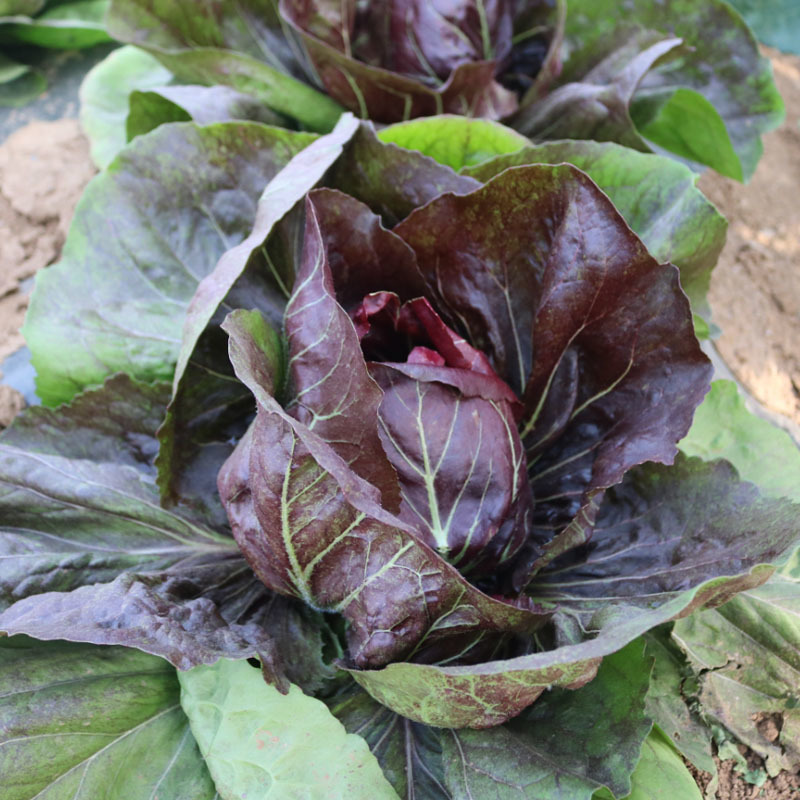 红结球菊苣种子球形红包菜籽特菜脆嫩春秋冬种植口感好