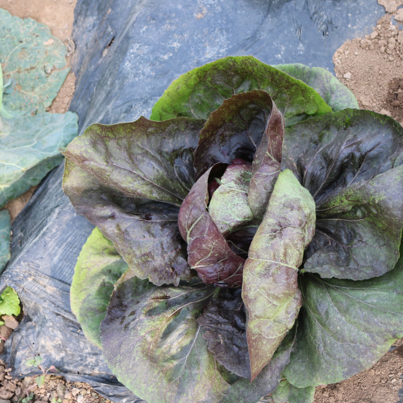 红结球菊苣种子球形红包菜籽特菜脆嫩春秋冬种植口感好