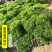 摩西香芹种子法香种籽味道浓郁盘饰皱叶蔬菜春夏秋种植