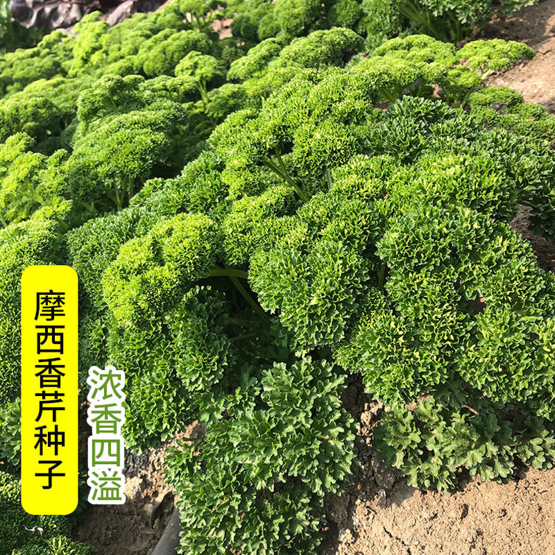 摩西香芹种子法香种籽味道浓郁盘饰皱叶蔬菜春夏秋种植