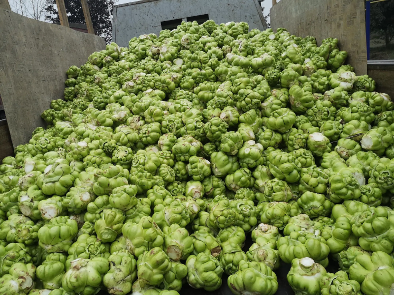 榨菜一件代发四川精品鲜榨菜，大量有货基地直发