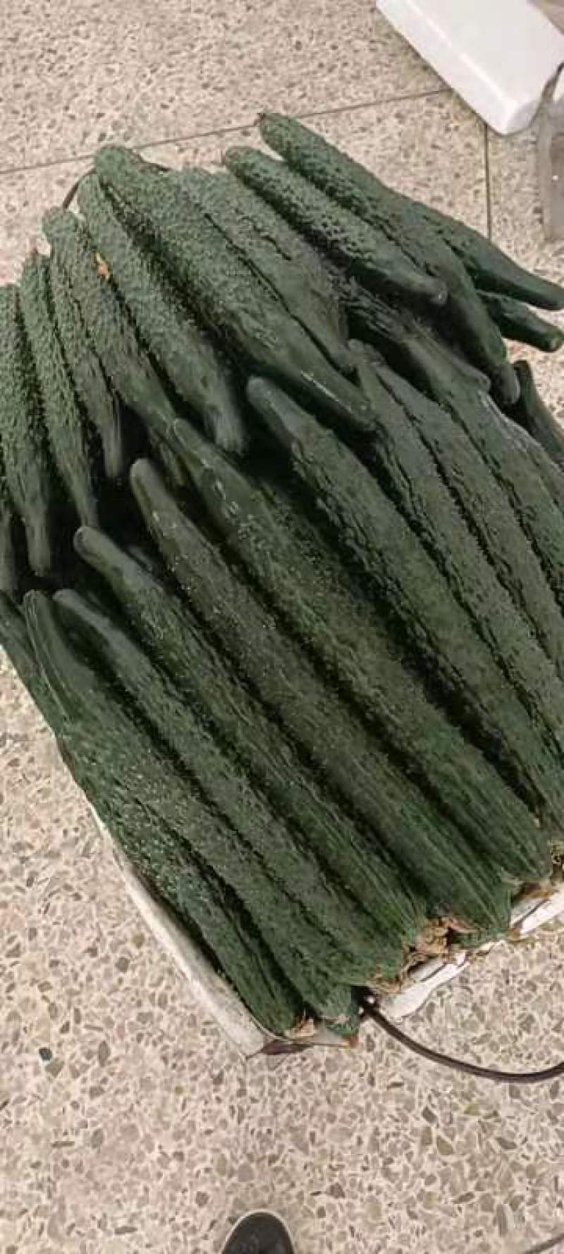 精品密刺黄瓜，菜农新鲜采摘，保质保量发货，稳定供应全国