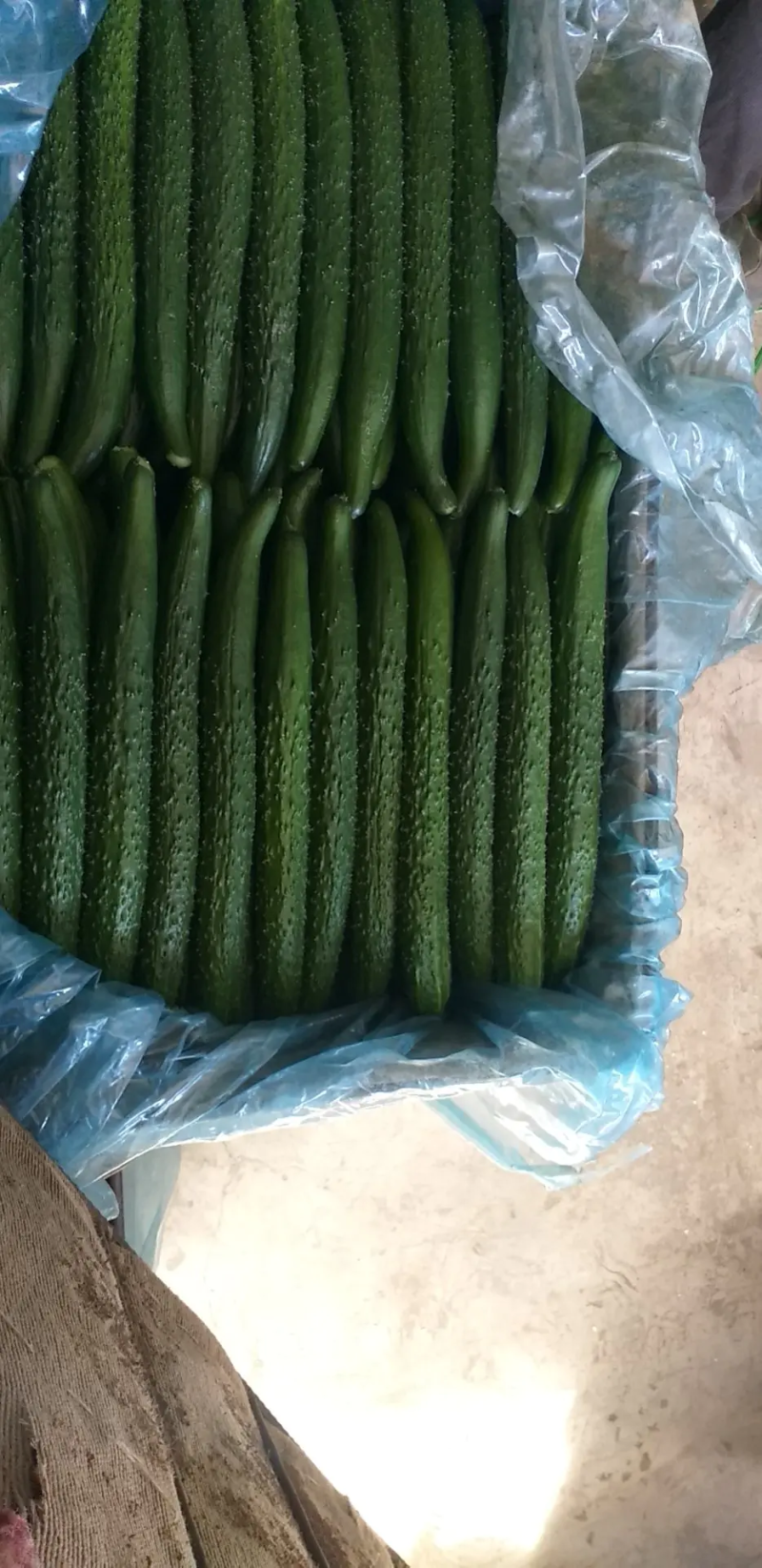 精品密刺黄瓜，菜农新鲜采摘，保质保量发货，稳定供应全国