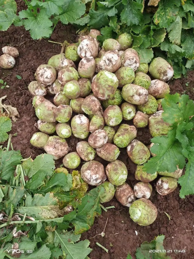 大头菜一件代发质量棒棒的，好吃又脆欢迎下单