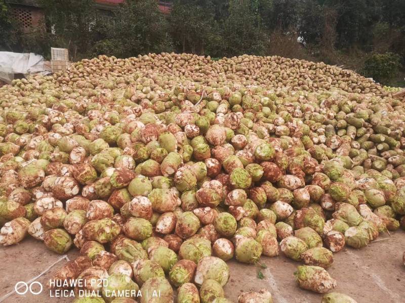 大头菜一件代发质量棒棒的，好吃又脆欢迎下单