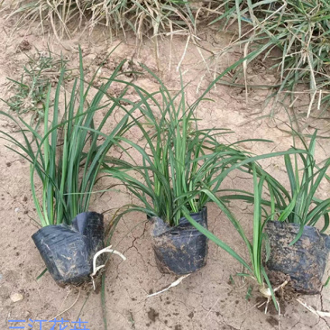 麦冬草四季长地被植物细叶麦冬草价格耐寒地被植物
