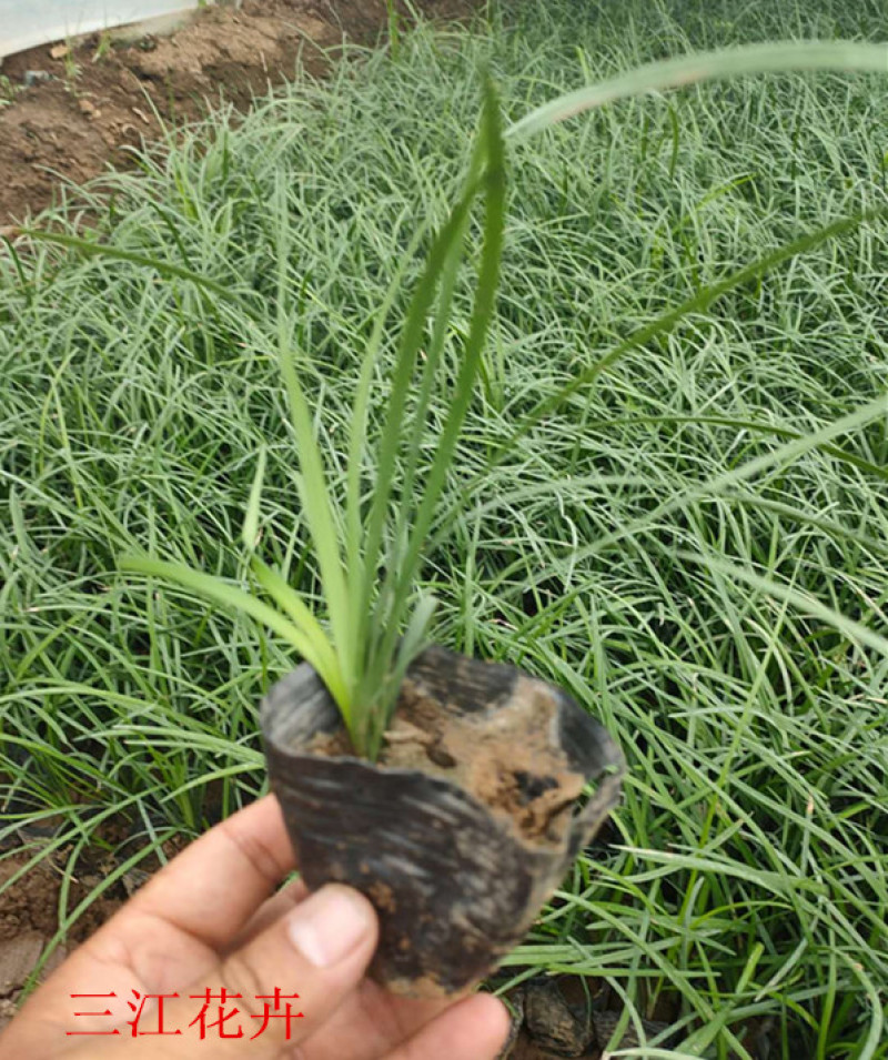 麦冬草四季长地被植物细叶麦冬草价格耐寒地被植物