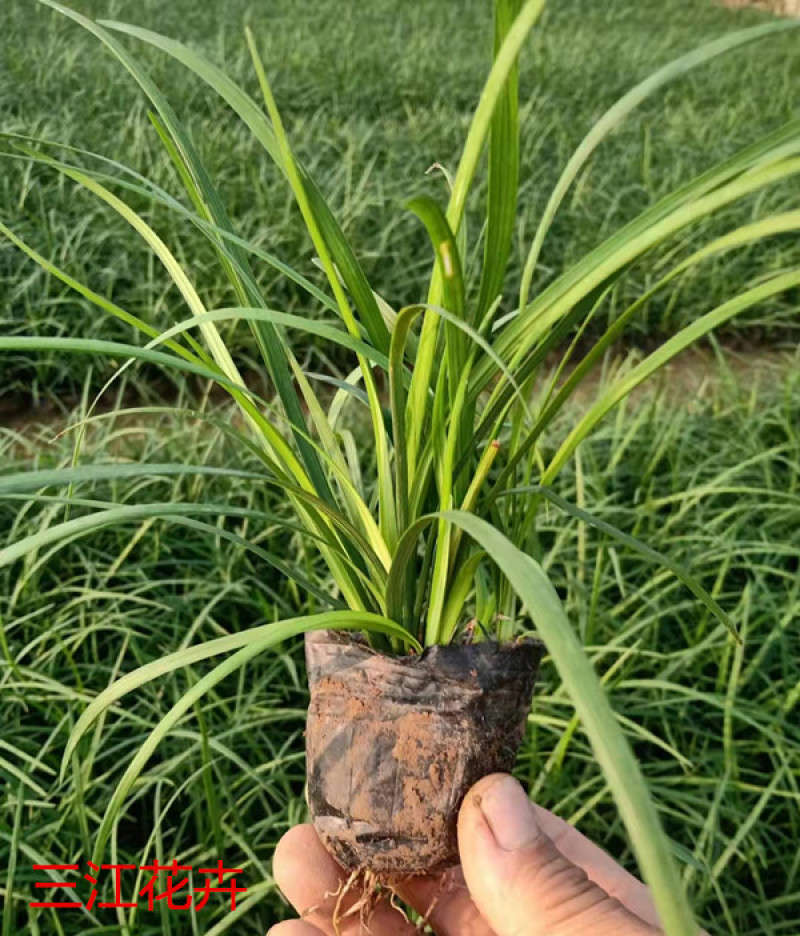 麦冬草四季长地被植物细叶麦冬草价格耐寒地被植物