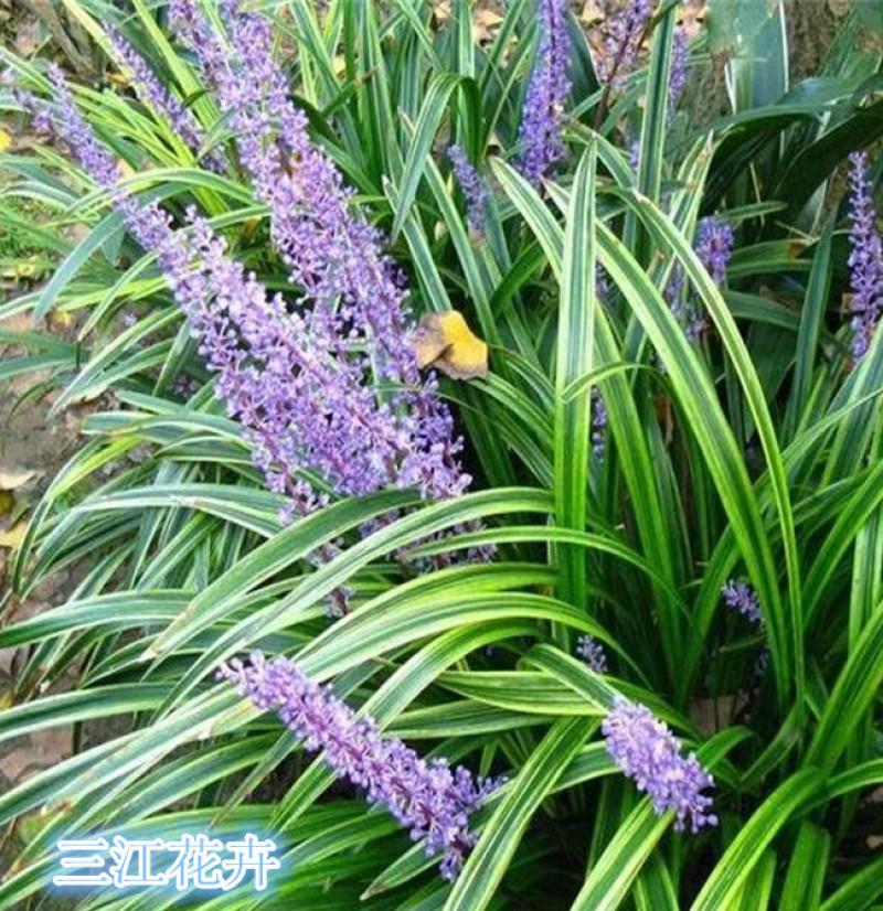 麦冬草四季长地被植物细叶麦冬草价格耐寒地被植物