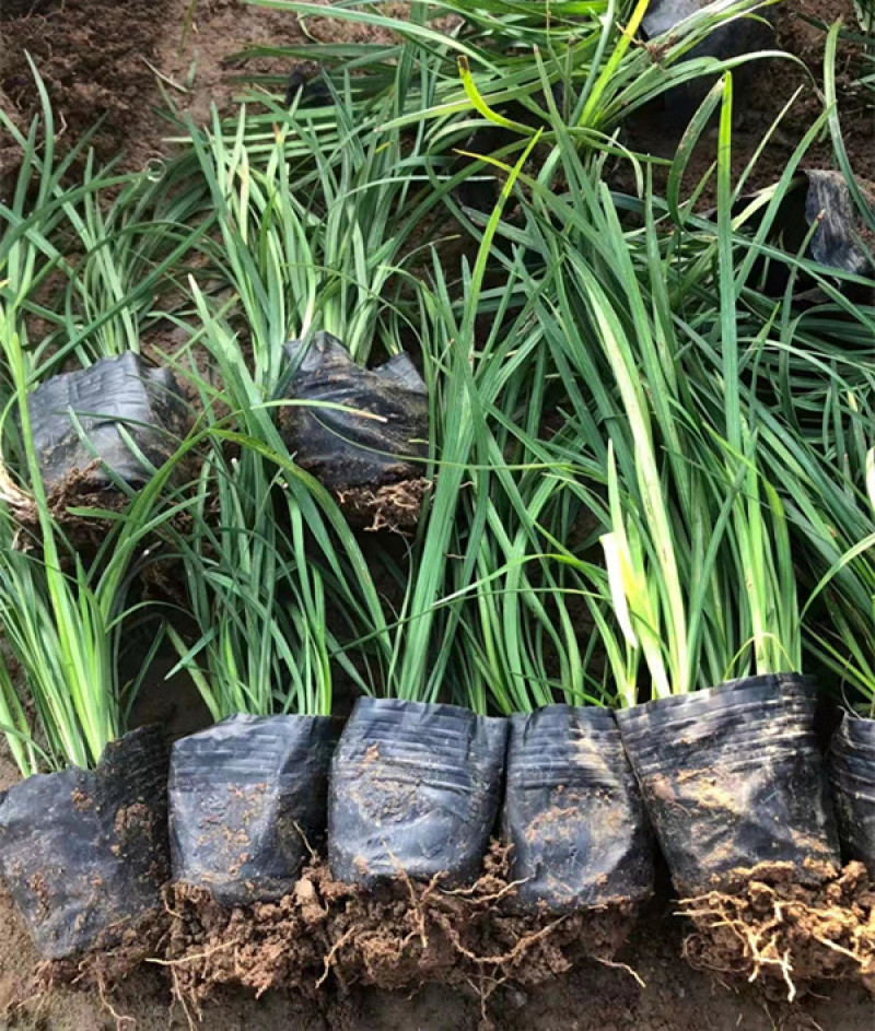 麦冬草四季长地被植物细叶麦冬草价格耐寒地被植物