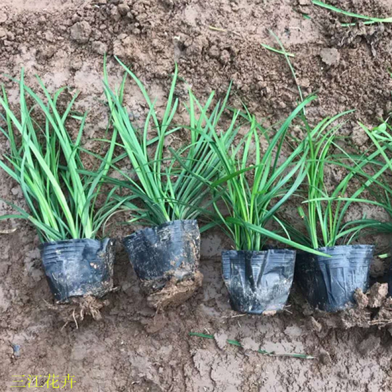 麦冬草四季长地被植物细叶麦冬草价格耐寒地被植物