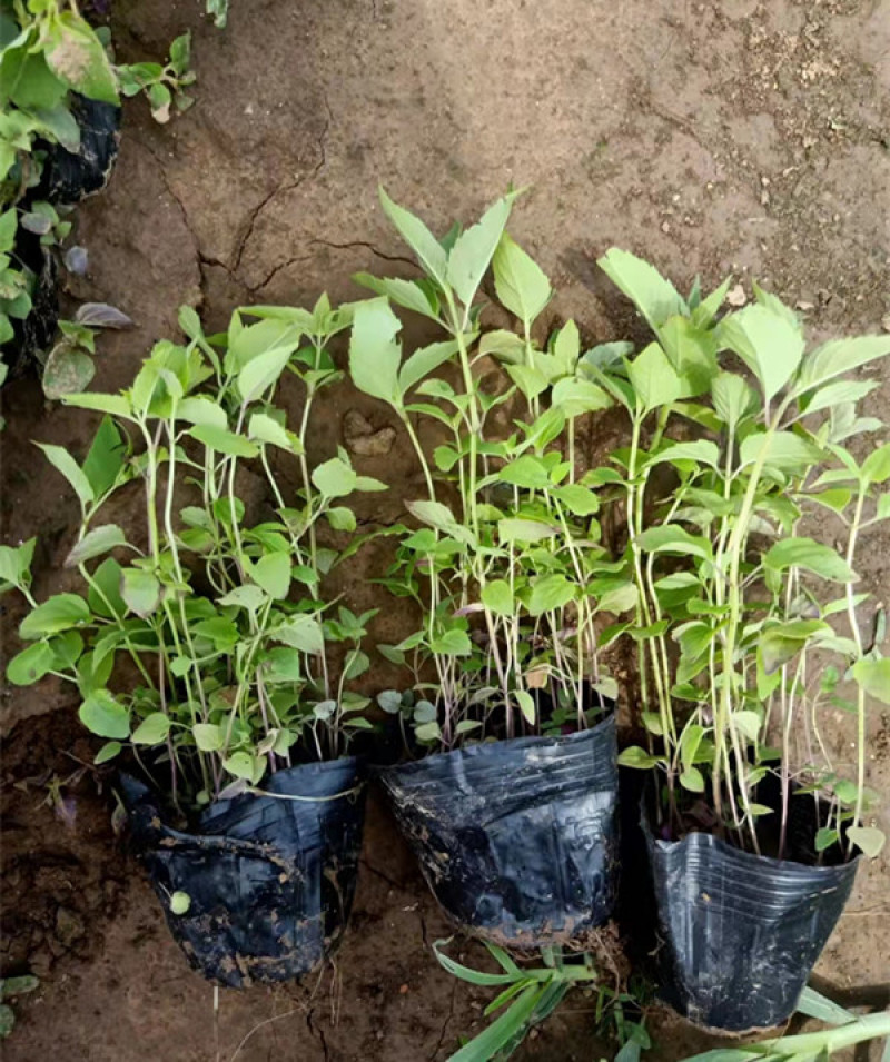 绿化用美国薄荷美国薄荷时令草花马薄荷基地价格