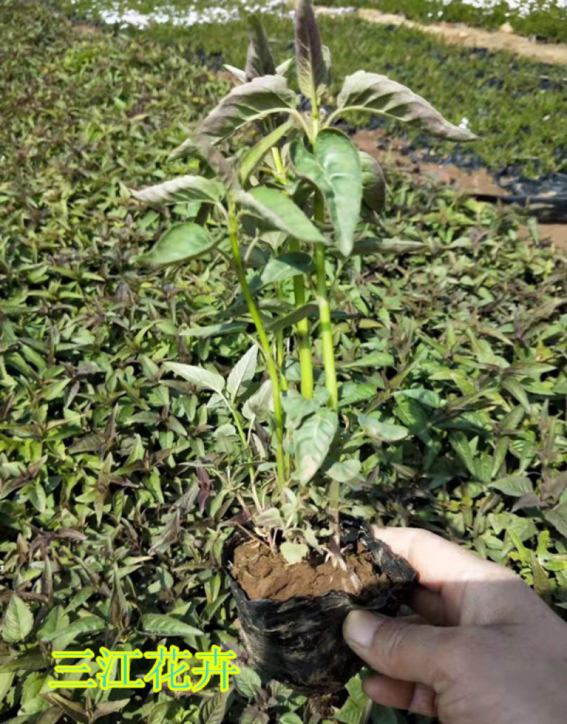 绿化用美国薄荷美国薄荷时令草花马薄荷基地价格
