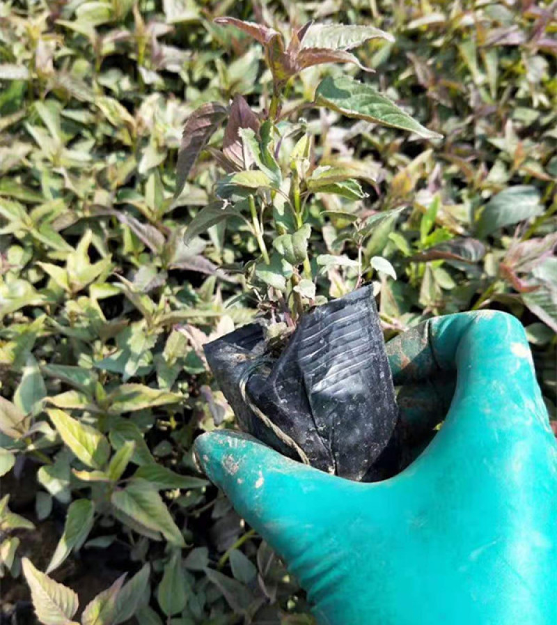 绿化用美国薄荷美国薄荷时令草花马薄荷基地价格