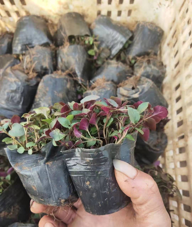 绿化用美国薄荷美国薄荷时令草花马薄荷基地价格
