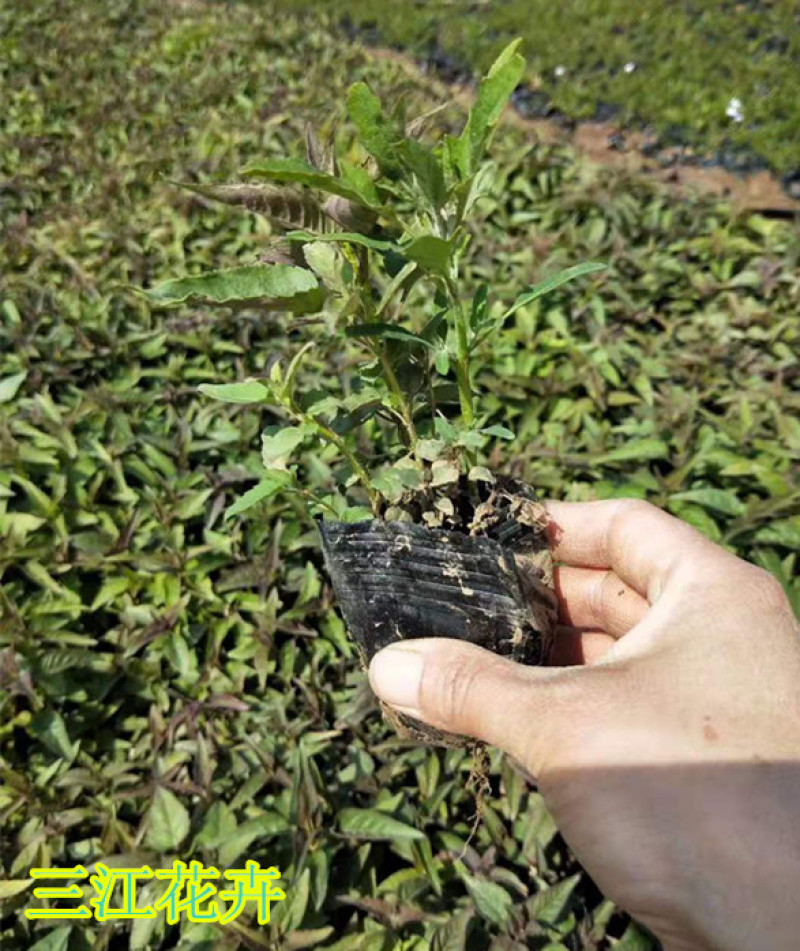 绿化用美国薄荷美国薄荷时令草花马薄荷基地价格
