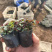 绿化用美国薄荷美国薄荷时令草花马薄荷基地价格