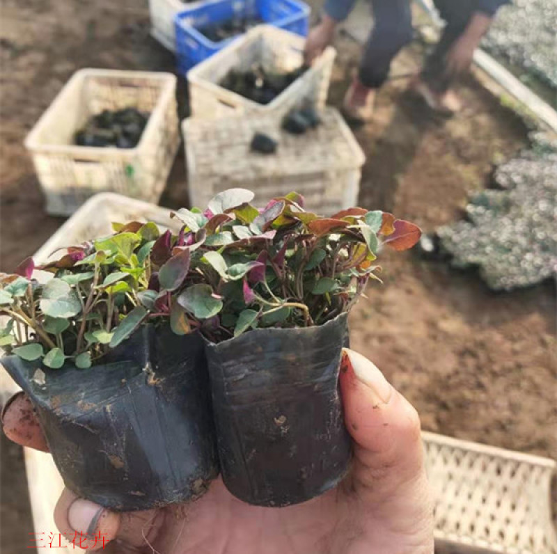 绿化用美国薄荷美国薄荷时令草花马薄荷基地价格