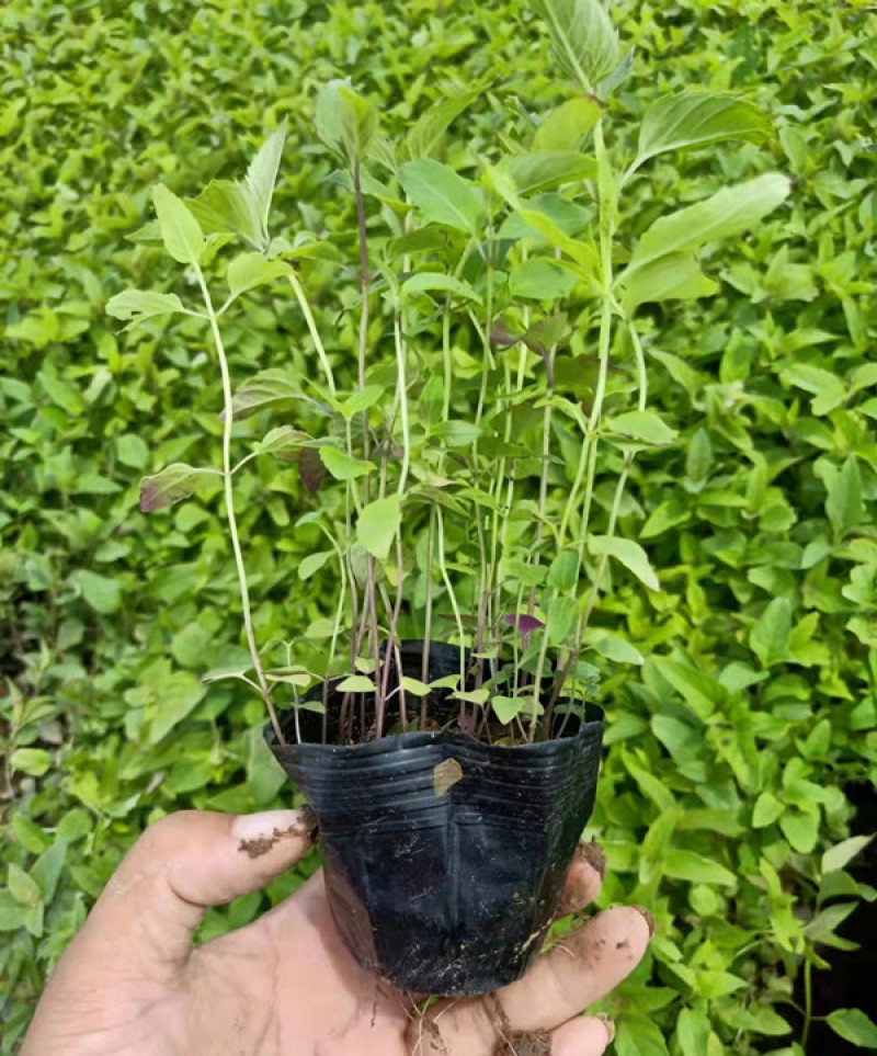 绿化用美国薄荷美国薄荷时令草花马薄荷基地价格