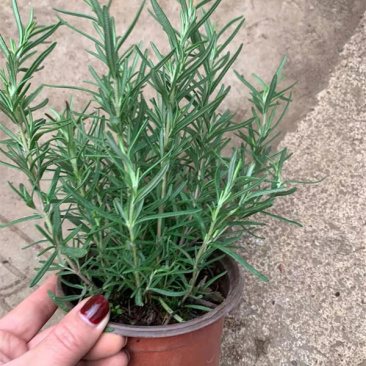 迷迭香三江花卉迷迭香小苗山东迷迭香产地供应